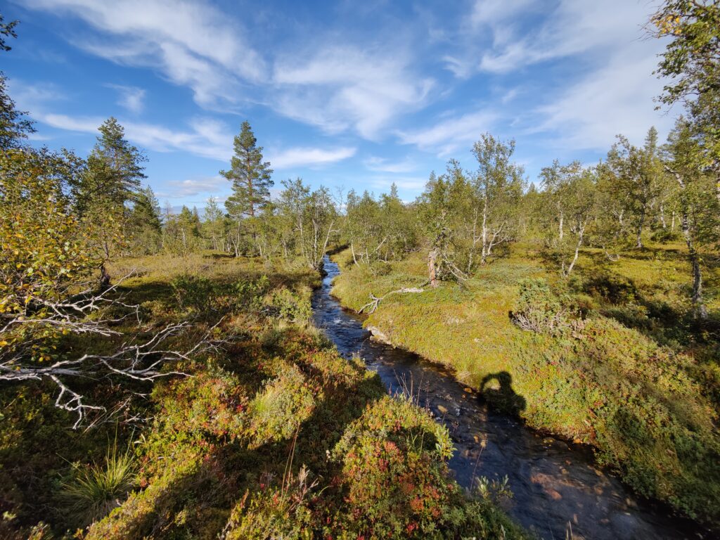 Tunturikoivikkoa ja vehreässä maisemassa virtaava tunturipuro