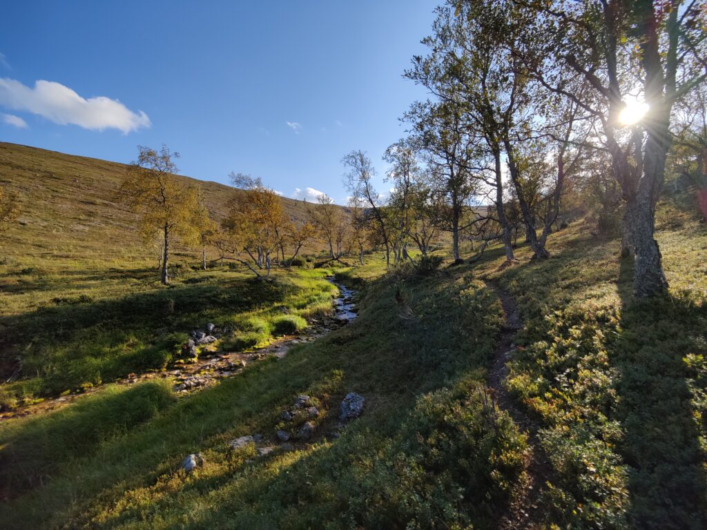 Ruskan värejä tunturikoivikossa Lumikurussa takaa paistavan auringon valossa.