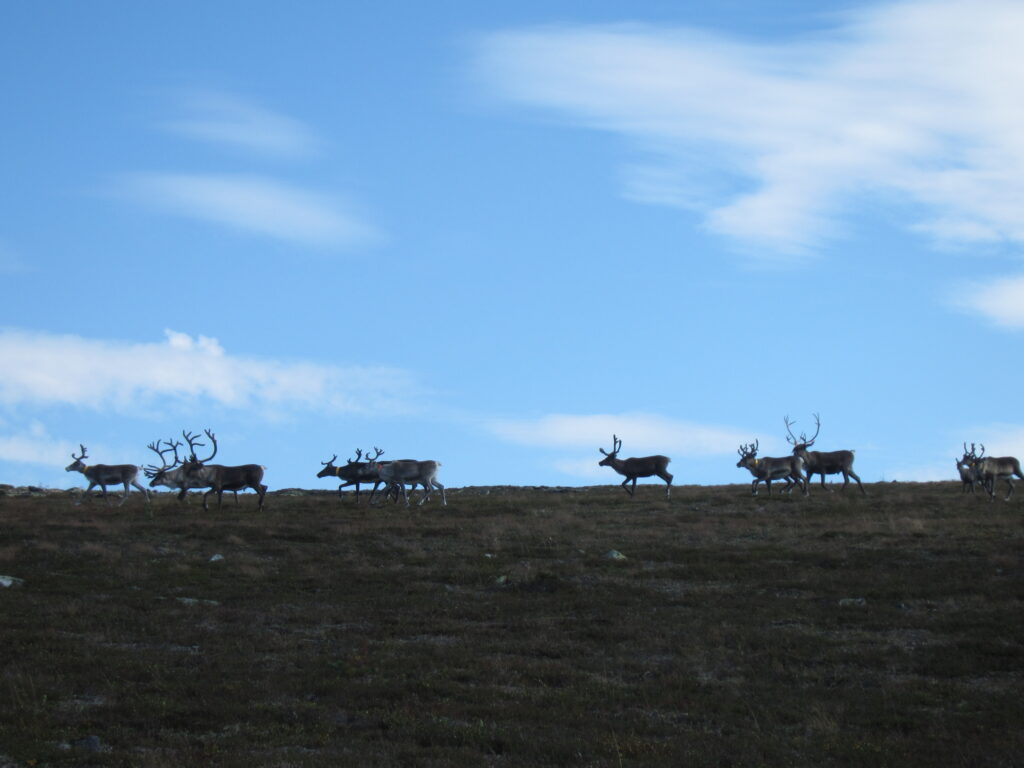 Poroja tunturin rinteellä