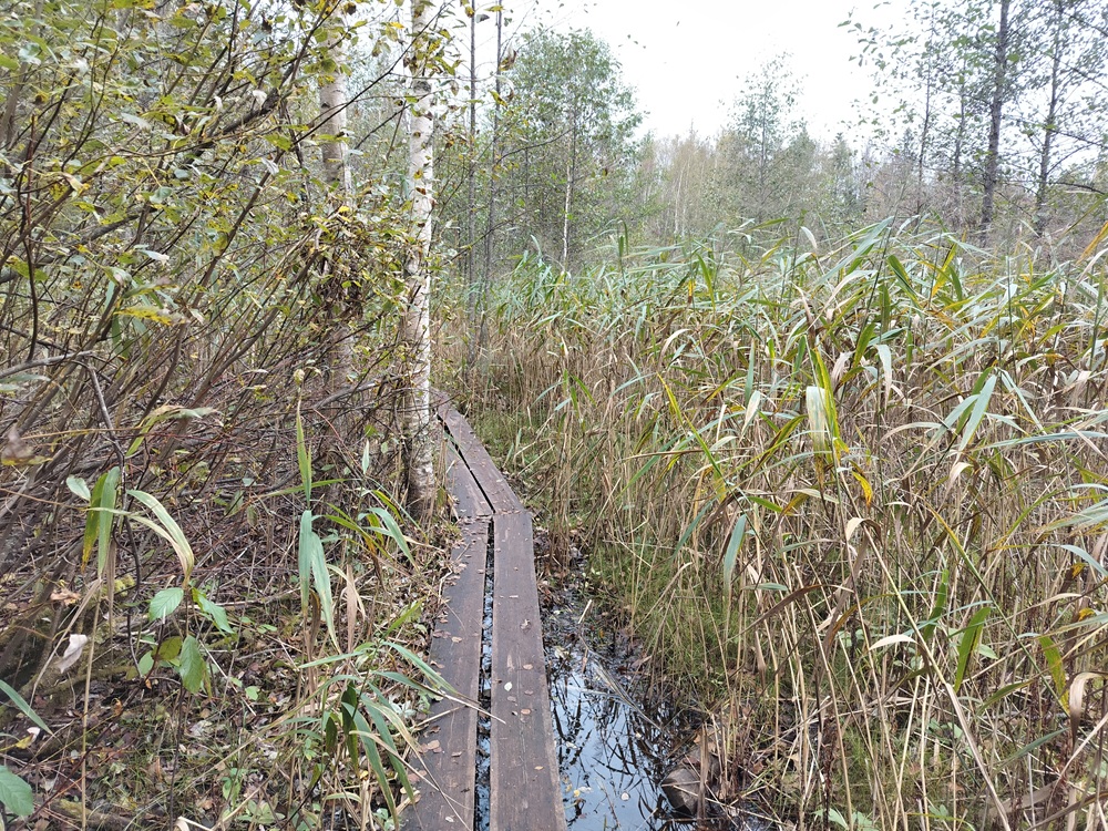 Kaislikon läpi kulkevat pitkospuut Tremanskärrin luontopolulla